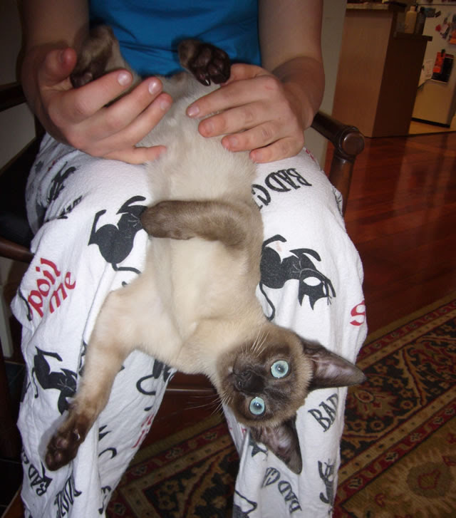 Crazy kittenish days